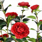 Noir Camellia Tree