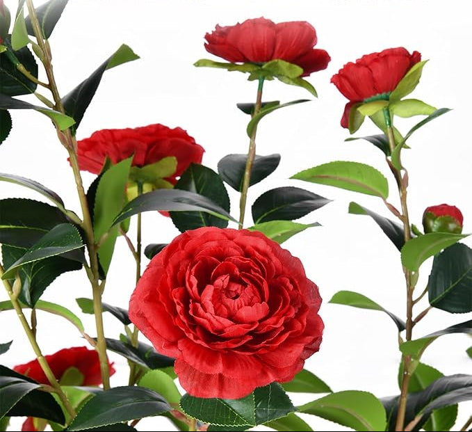 Noir Camellia Tree