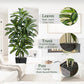 Regal Radiance Dracaena Tree