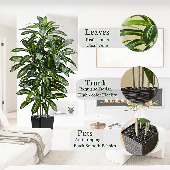Regal Radiance Dracaena Tree