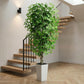 Ascent Ficus Tree