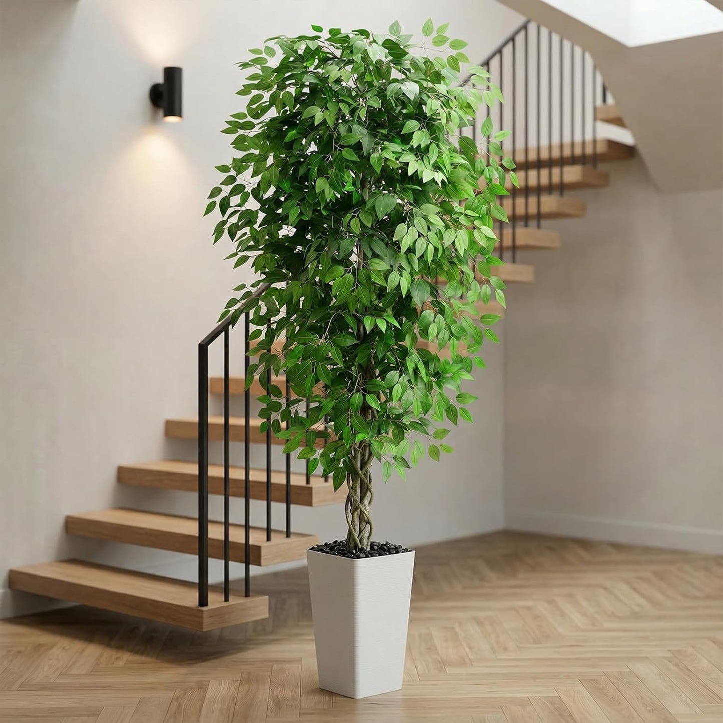 Ascent Ficus Tree